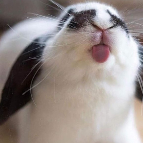 Meet your Posher, Ava - Picture 1 of 1